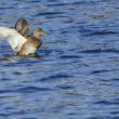 Canard chipeau femelle